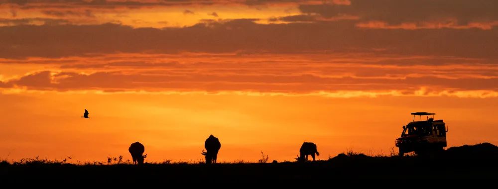 panoramic silhouette of an african savanah