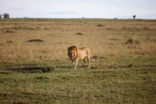 lion in a savanah