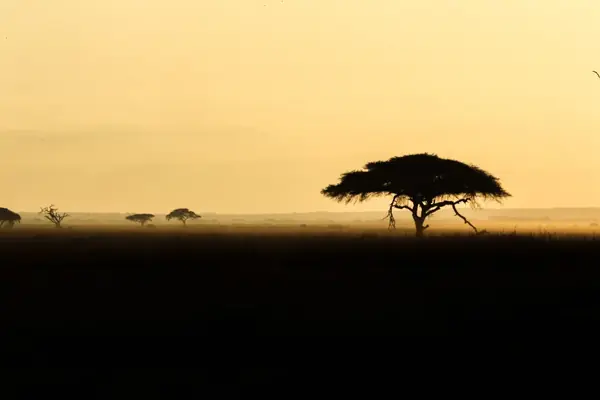 Savannah silhouette at golden hour