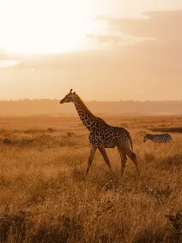 Giraffe at sunset in the savannah