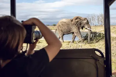 Photographer taking a picture of an elephant