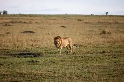 Lion traversing the open savannah